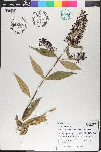 Buddleja davidii image