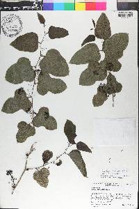 Smilax tamnoides image