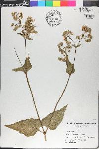 Mirabilis nyctaginea image