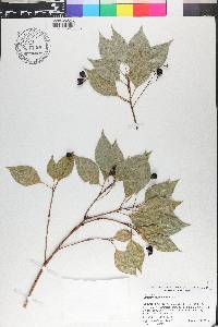 Cinnamomum camphora image