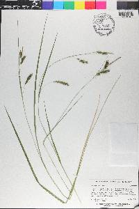 Carex venusta image