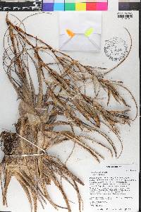 Tillandsia utriculata image