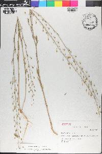 Camelina microcarpa image