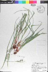 Scleria triglomerata image