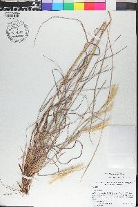 Andropogon ternarius image