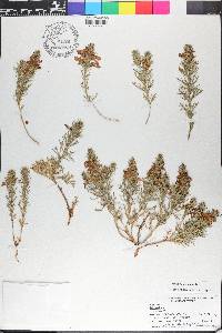 Teucrium laciniatum image