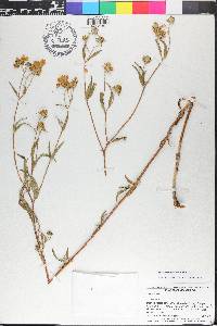 Heliomeris multiflora image