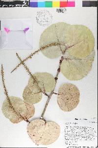 Coccoloba uvifera image