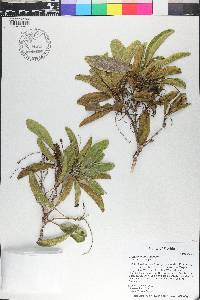 Citharexylum fruticosum image