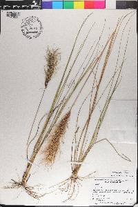 Aristida spiciformis image