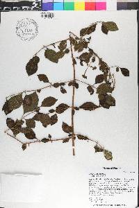 Pisonia aculeata image