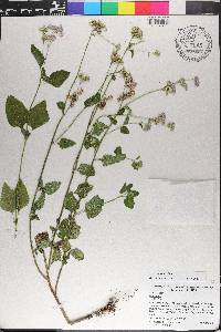 Ageratum conyzoides image