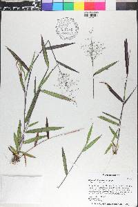 Paspalum distichum image