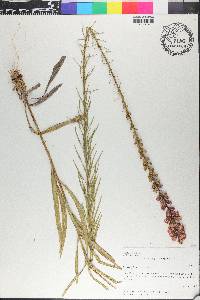 Liatris spicata image