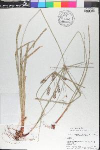 Cyperus tetragonus image