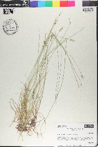 Carex texensis image