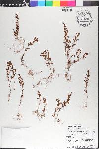 Ludwigia microcarpa image