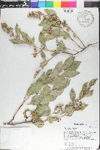 Conocarpus erectus image