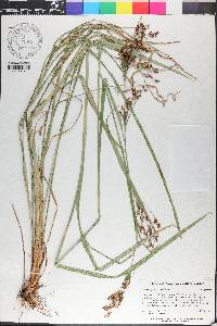 Rhynchospora caduca image