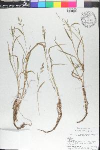 Echinochloa colona image