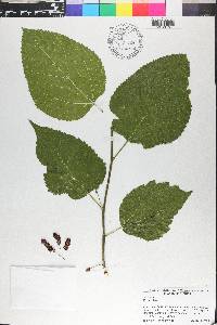 Morus alba image