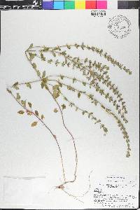 Scutellaria drummondii image