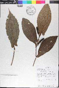 Piper sagittifolium image