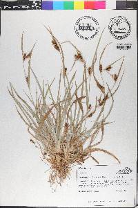 Carex glaucodea image