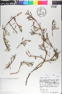 Sesuvium portulacastrum image