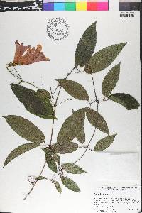 Bignonia capreolata image