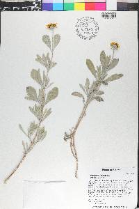 Borrichia frutescens image