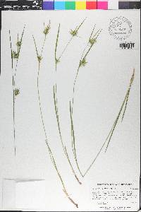 Carex lonchocarpa image