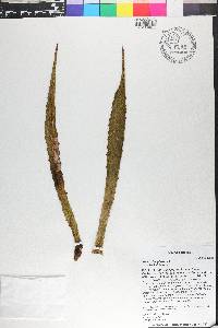 Agave decipiens image