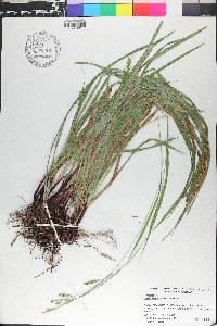 Carex oxylepis image