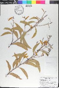 Acacia tumida image