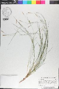 Carex thornei image