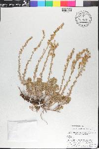 Artemisia frigida image