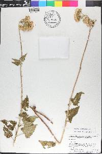 Brickellia grandiflora image