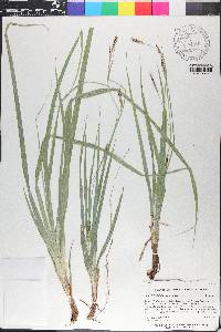 Carex baltzellii image