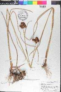 Juncus megacephalus image