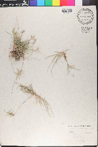 Aegopogon cenchroides image