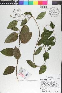 Tournefortia volubilis image