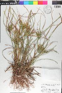 Cyperus iria image