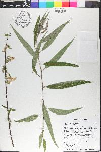 Salix caroliniana image