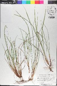 Carex paeninsulae image