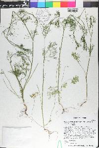 Cyclospermum leptophyllum image