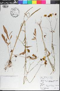 Coreopsis leavenworthii image