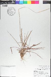 Schizachyrium sanguineum image