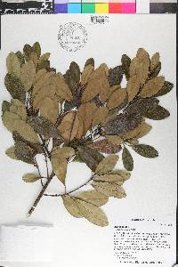 Ilex cassine image