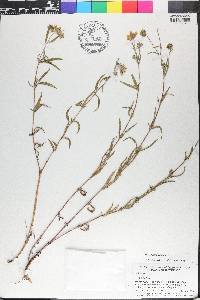 Heliomeris multiflora image